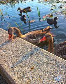 Two Wild Geese Swimming Alongside Some Ducks,the Geese Play Unhindered Royalty Free Stock Photography