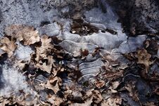Autumn Oak Leaves Frozen In Ice. Royalty Free Stock Photography Autumn Oak Leaves Frozen In Ice. Royalty Free Stock Photography