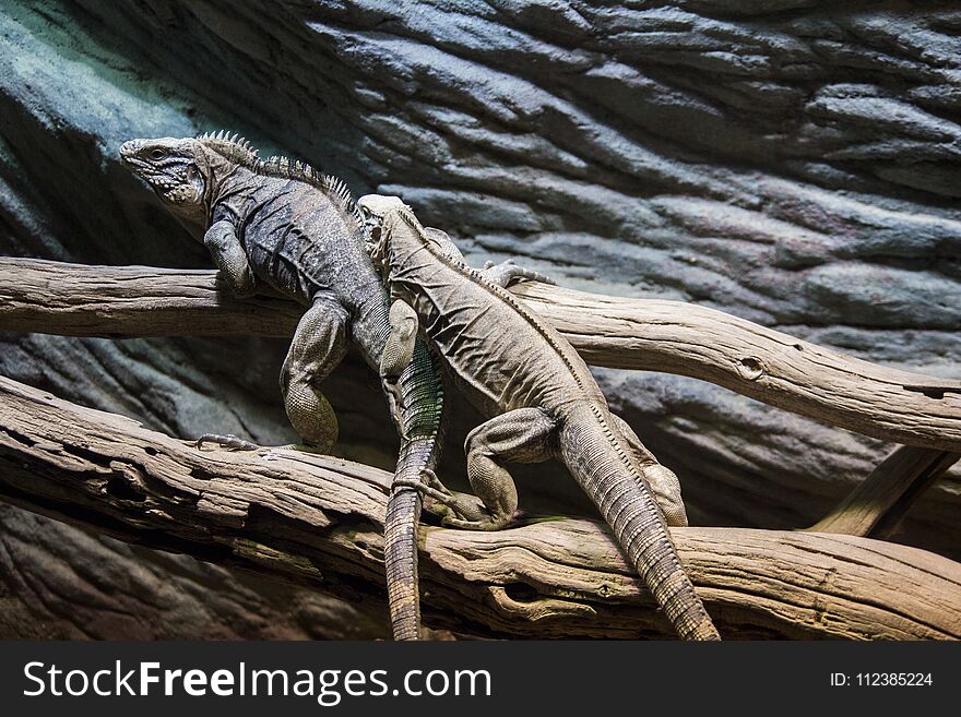 Two huge adult iguana resting in the zoo`s terrarium. Wild nature.