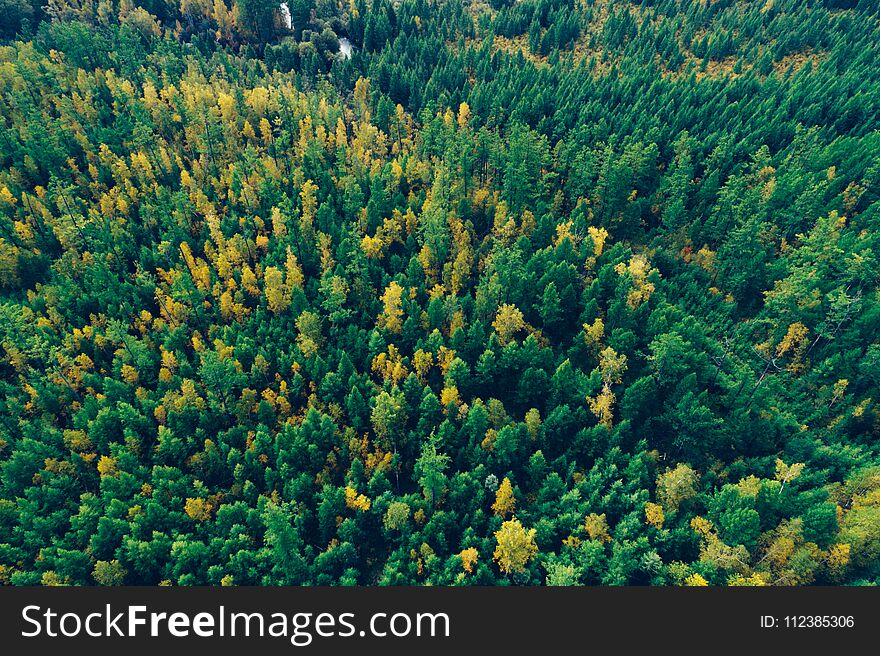 Autumn Forest Landscape
