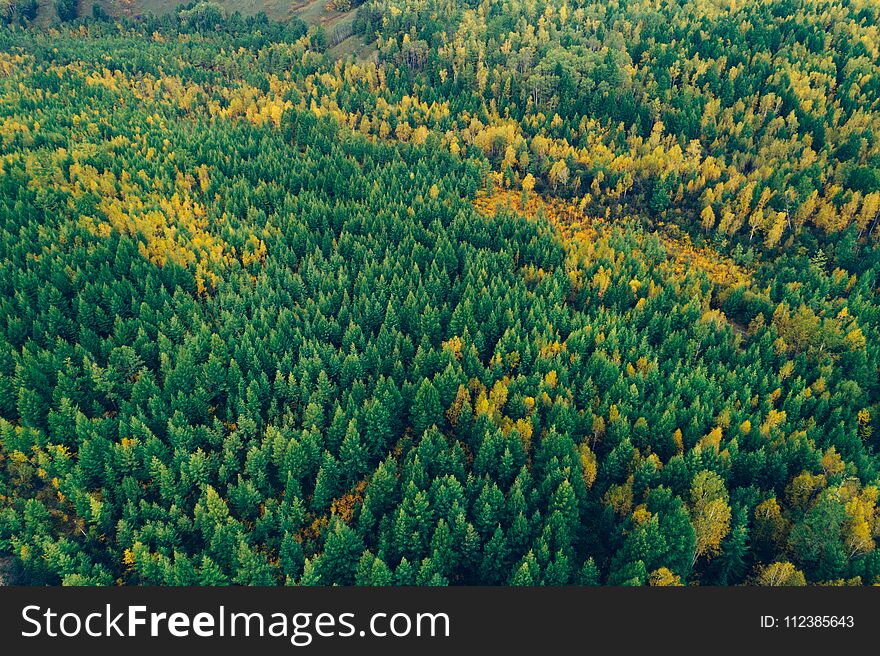 Autumn Forest Landscape