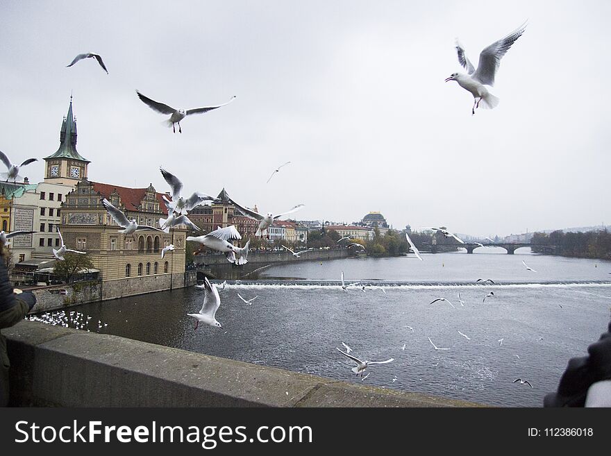 Seagulls in flight against the background of the sights of the old city, Charles Bridge and view to Vltava River, Prague