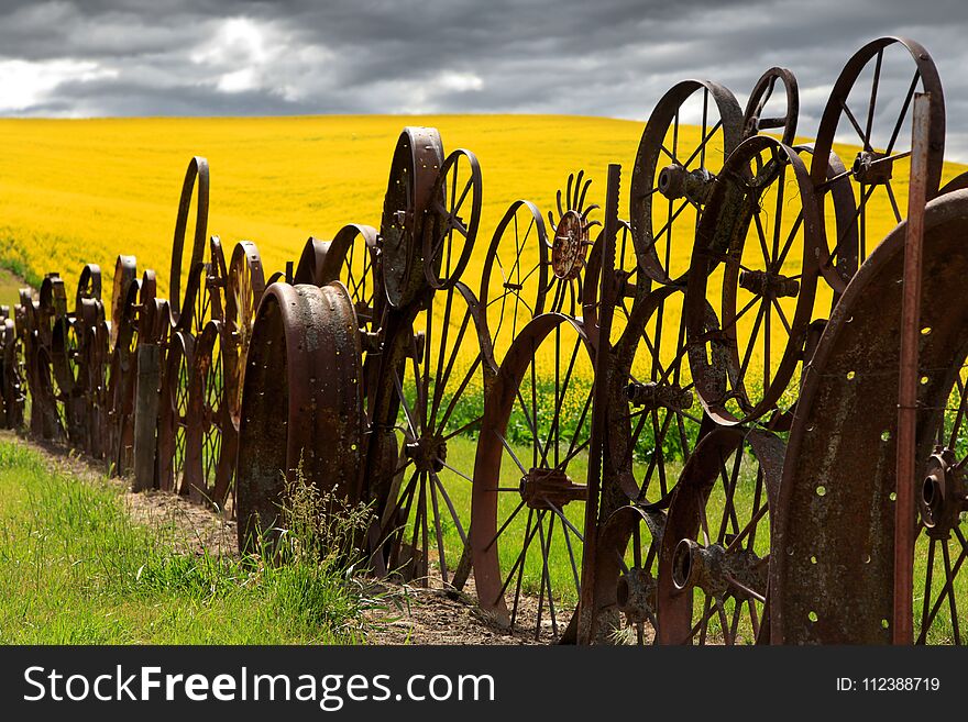 Fence of wheel rims against rapeseed