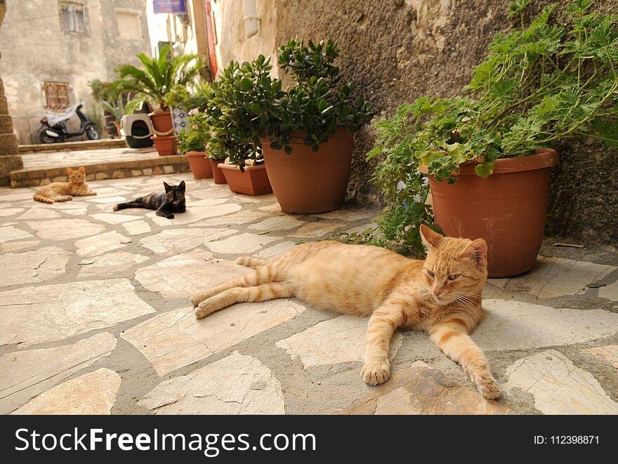 Three cats living in the streets of greek city Corfu