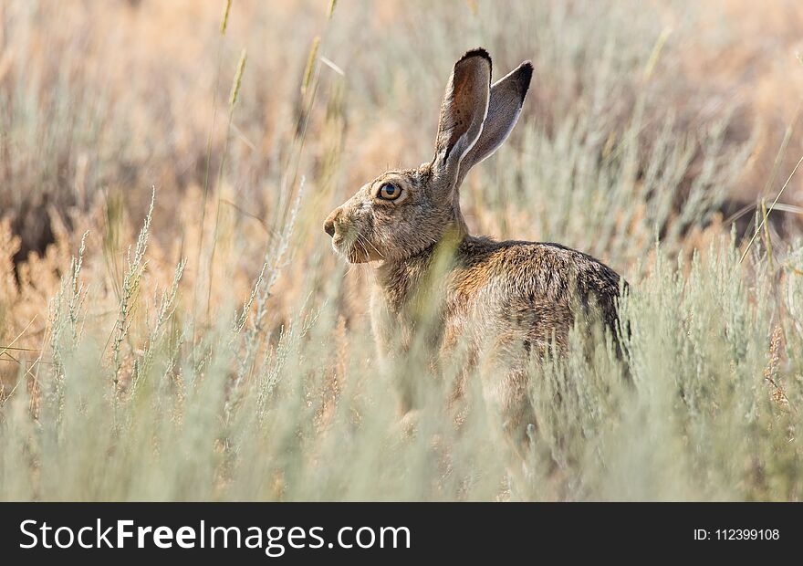 Hare hare with huge ears and expressive eyes posing on the background of a hot desert. Hare hare with huge ears and expressive eyes posing on the background of a hot desert.