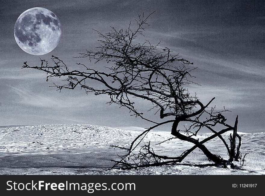 Dried tree and full moon - noise added for effect