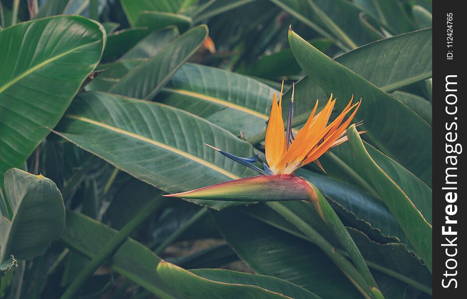 Tropical bird of paradize flowers and leaves trendy fresh green macro background, retro toned. Tropical bird of paradize flowers and leaves trendy fresh green macro background, retro toned