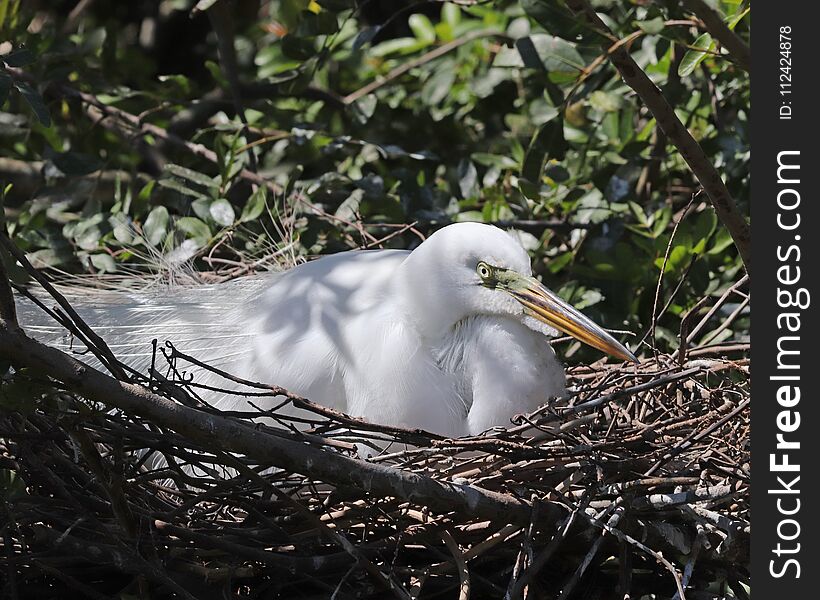 White Egret With Long Breeding Plumage Roosting