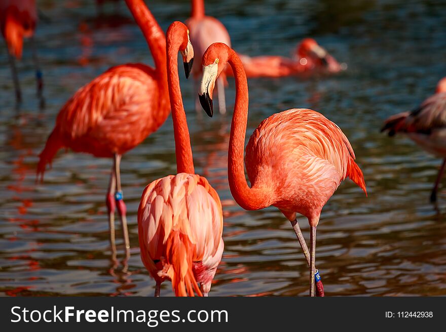 A group of American Flamingos wade in water. A group of American Flamingos wade in water.
