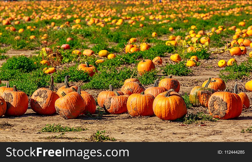 Halloween Pumpkin Patch field perfect background image.