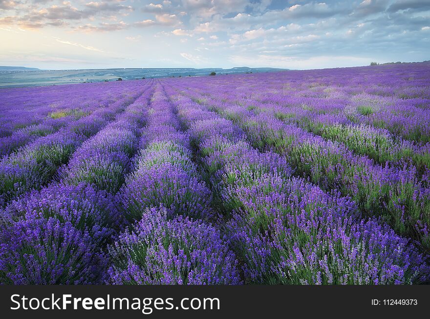 Lavender beautiful meadow. Spring time. Nature composition.