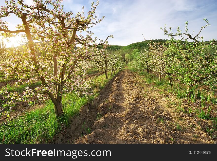 Apple tree in garden. Spring nature composition.