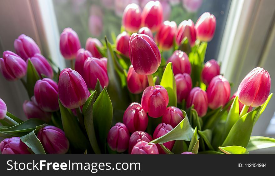 Close-up Photography of Pink Tulips