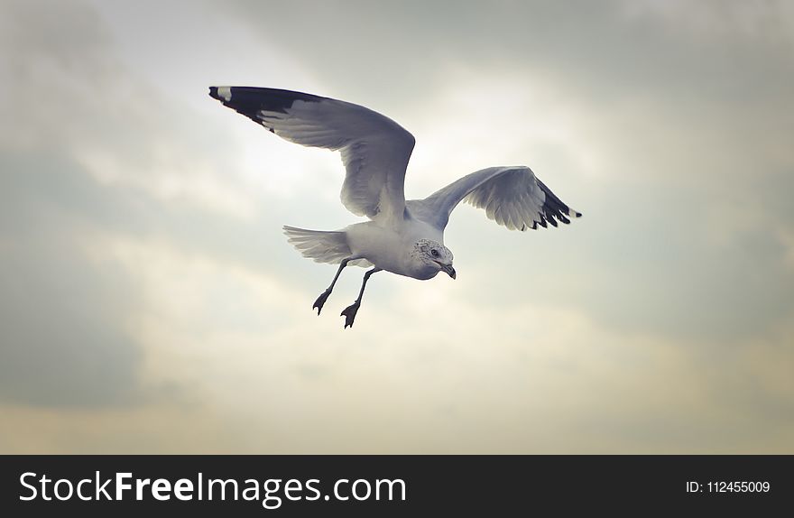 Ring-billed Gull Flying At Daytime