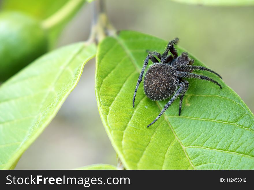 Close-up Photography of Spider on Top of the Leaf