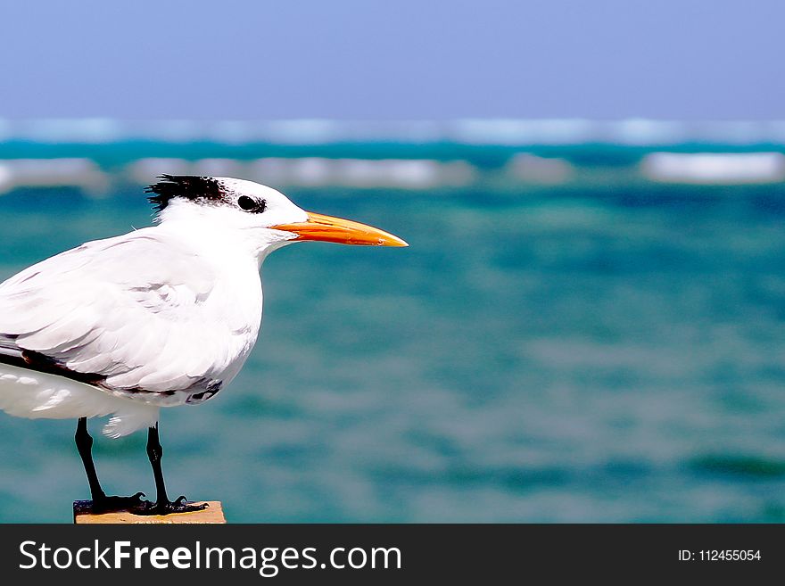 White Seagull