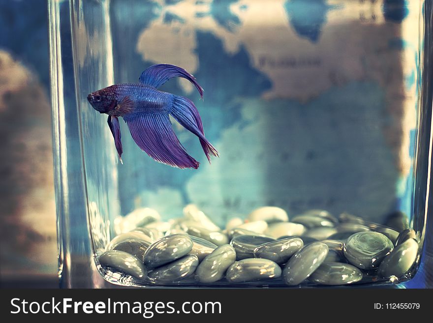 Selective Focis Photo of Blue Betta Fish