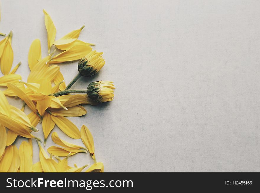 Yellow Daisy Flowers On Surface