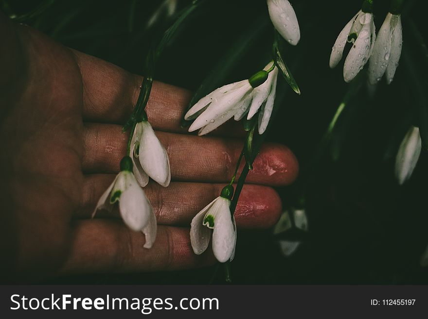 White Petaled Flower On Person&x27;s Hand