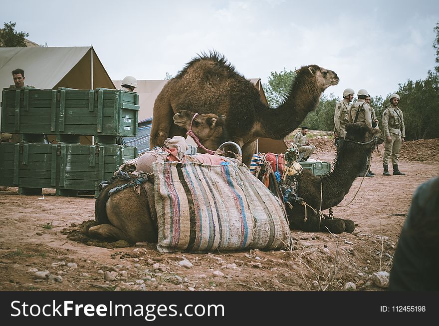 Photo of Camels Resting on Ground