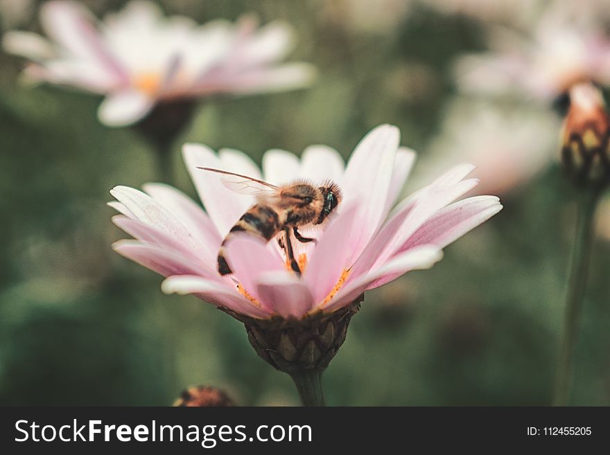 Honeybee on Pink Petaled Flower in Closeup Photo