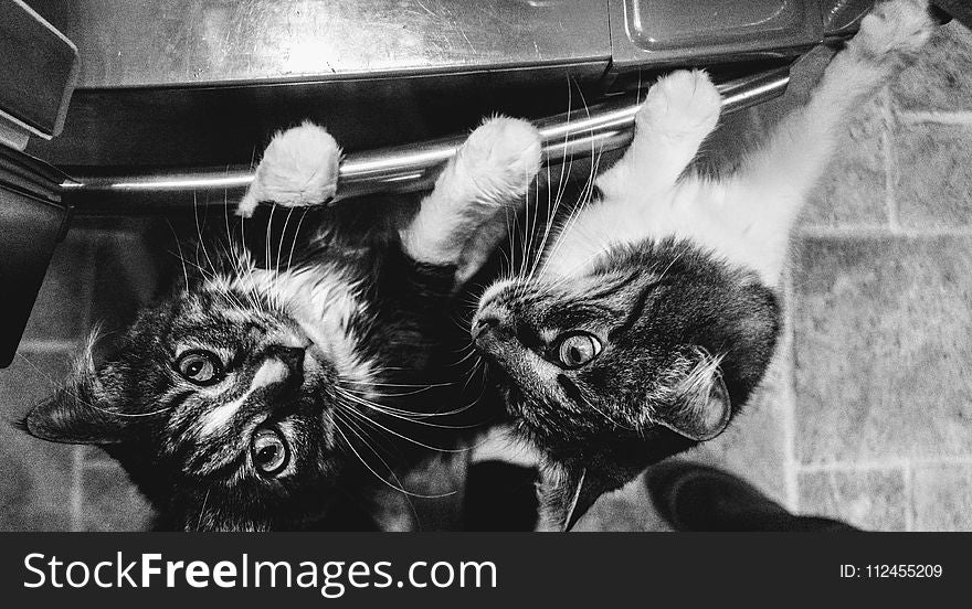 Grayscale Photo of Tabby Cats