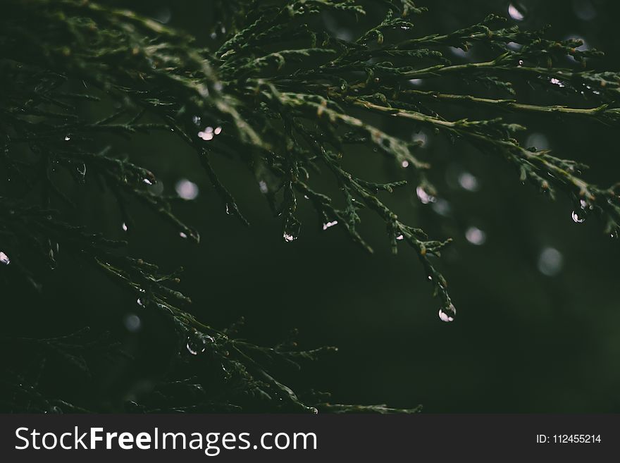 Close-up Photograph of Grass and Dew