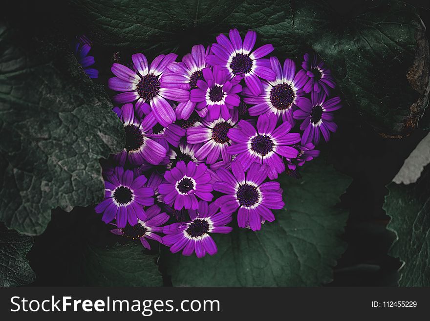 Purple Petaled Flowers