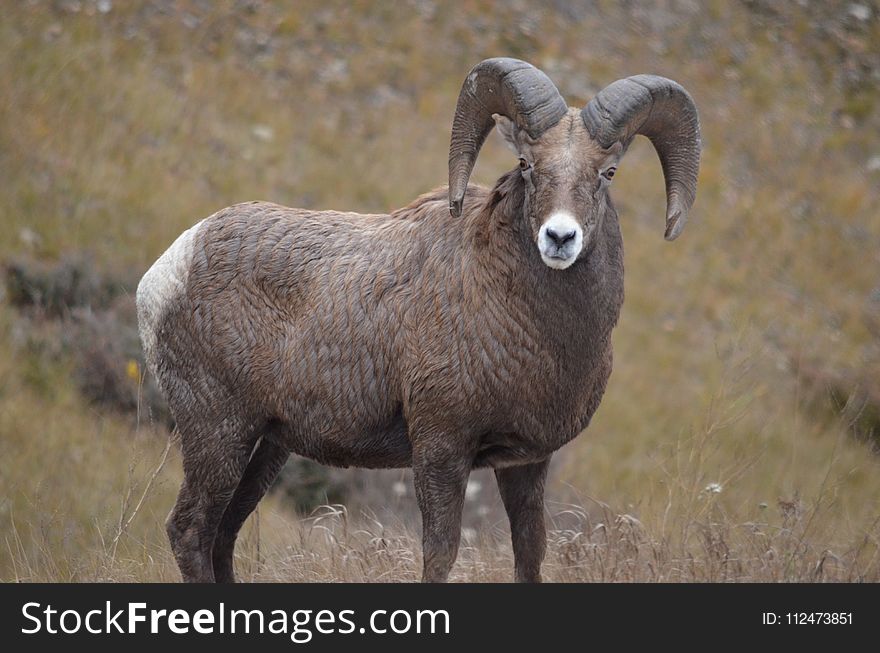 Horn, Argali, Terrestrial Animal, Goat Antelope