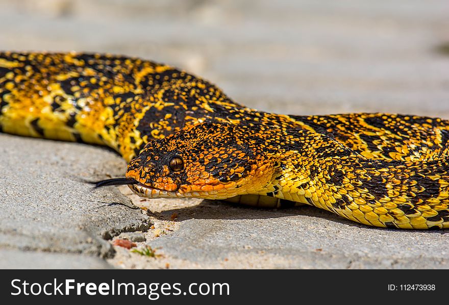 Reptile, Scaled Reptile, Terrestrial Animal, Snake