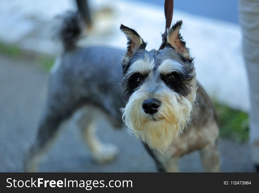 Dog, Dog Like Mammal, Dog Breed, Miniature Schnauzer