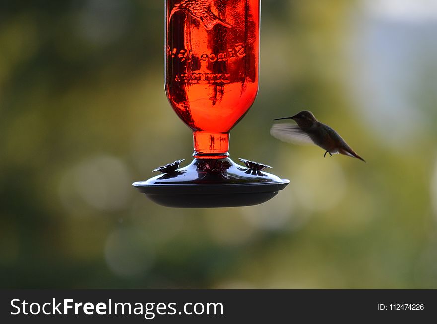 Bird, Beak, Hummingbird