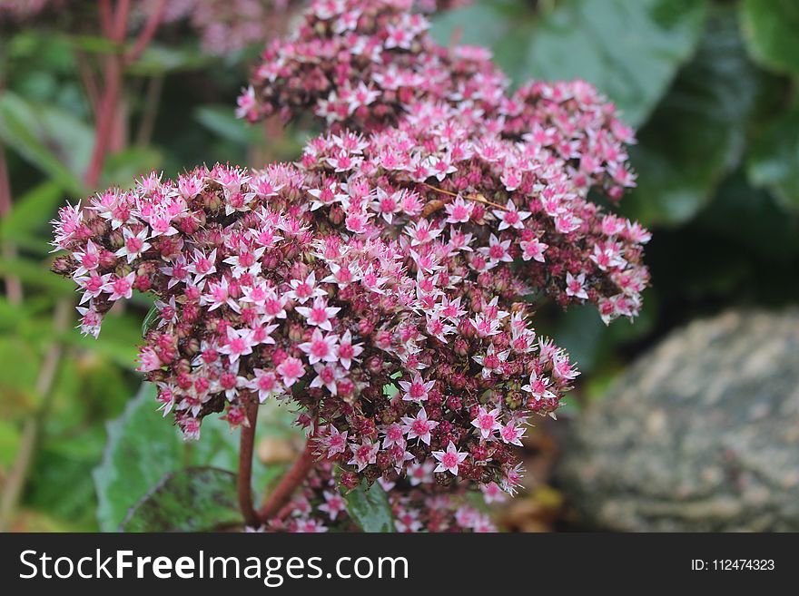 Plant, Flower, Flora, Flowering Plant