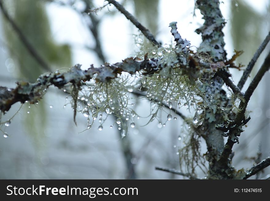 Branch, Frost, Tree, Freezing