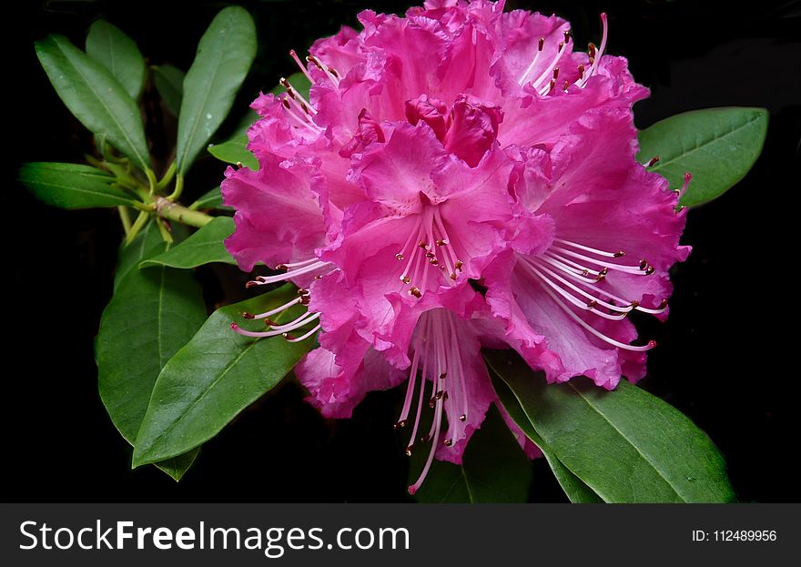 Flower, Plant, Pink, Woody Plant