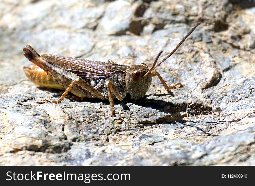 Insect, Grasshopper, Cricket Like Insect, Invertebrate