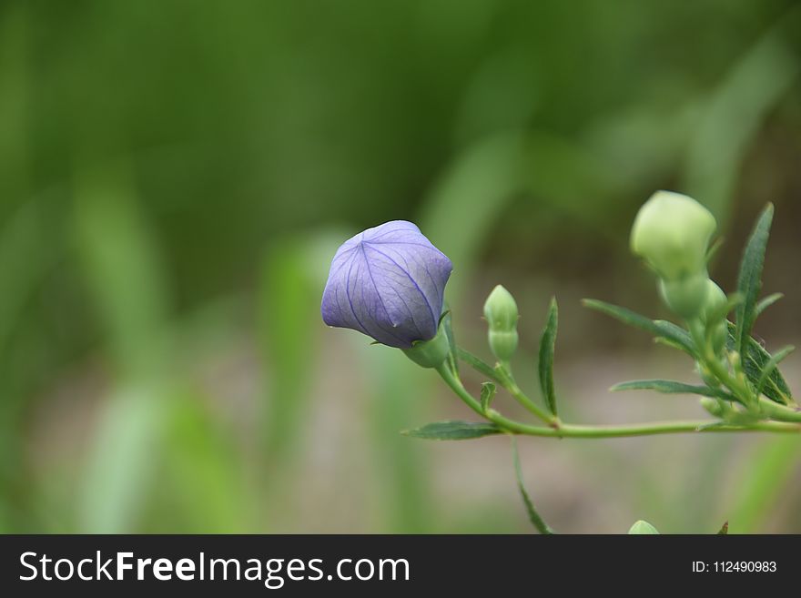 Plant, Flora, Flower, Close Up