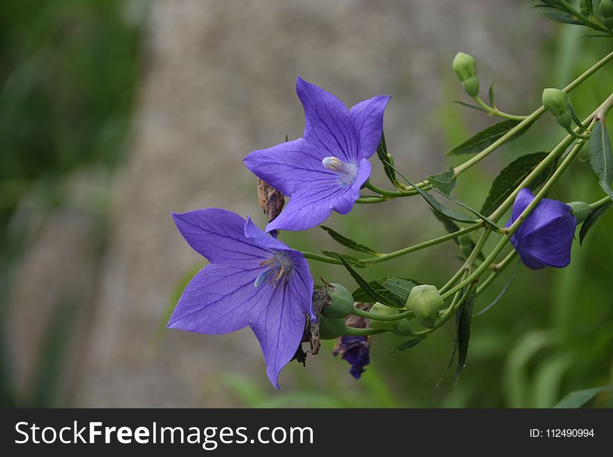 Flower, Flora, Plant, Bellflower Family