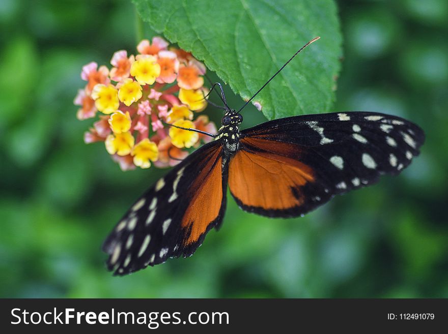 Butterfly, Moths And Butterflies, Insect, Brush Footed Butterfly