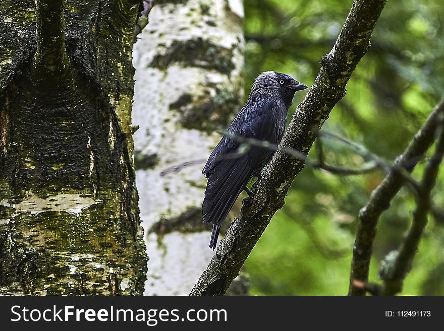 Fauna, Bird, Tree, Beak