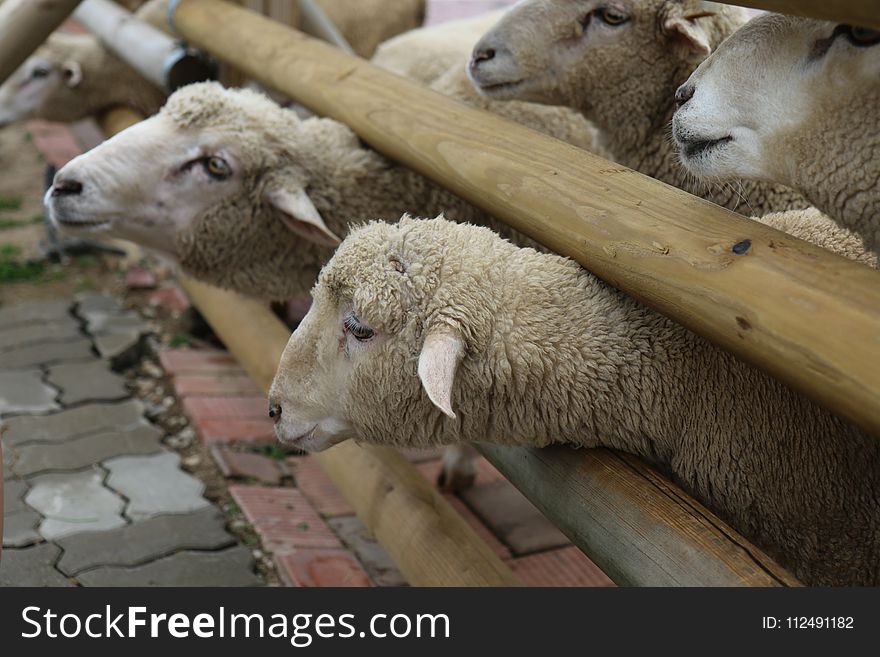 Sheep, Cow Goat Family, Livestock, Snout