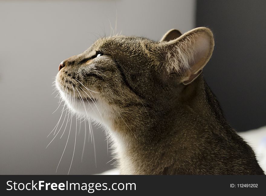 Cat, Whiskers, Facial Expression, Mammal