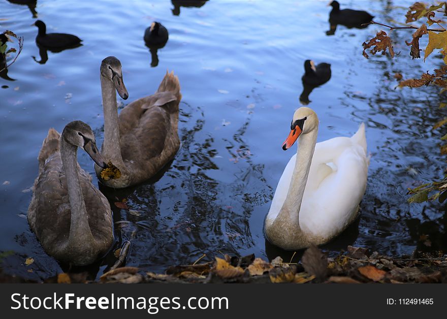 Bird, Water Bird, Duck, Ducks Geese And Swans