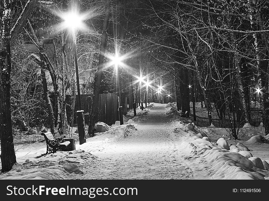 Snow, Winter, Nature, Tree