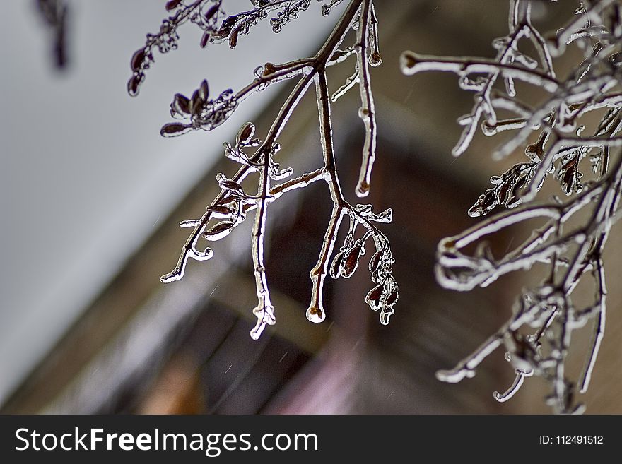 Branch, Twig, Winter, Macro Photography