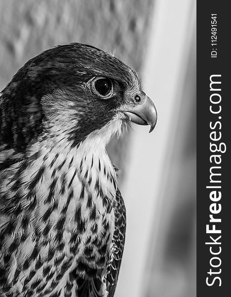 Beak, Black And White, Falcon, Fauna