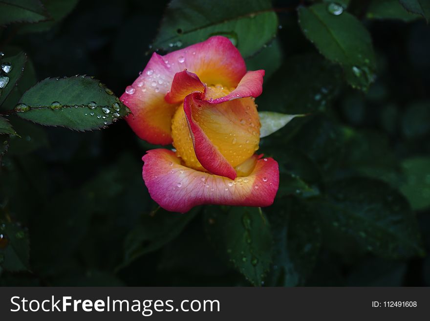 Flower, Rose Family, Flora, Plant