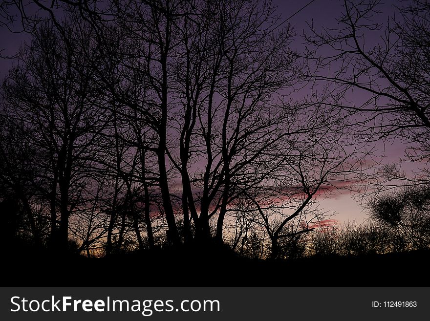 Sky, Tree, Nature, Branch