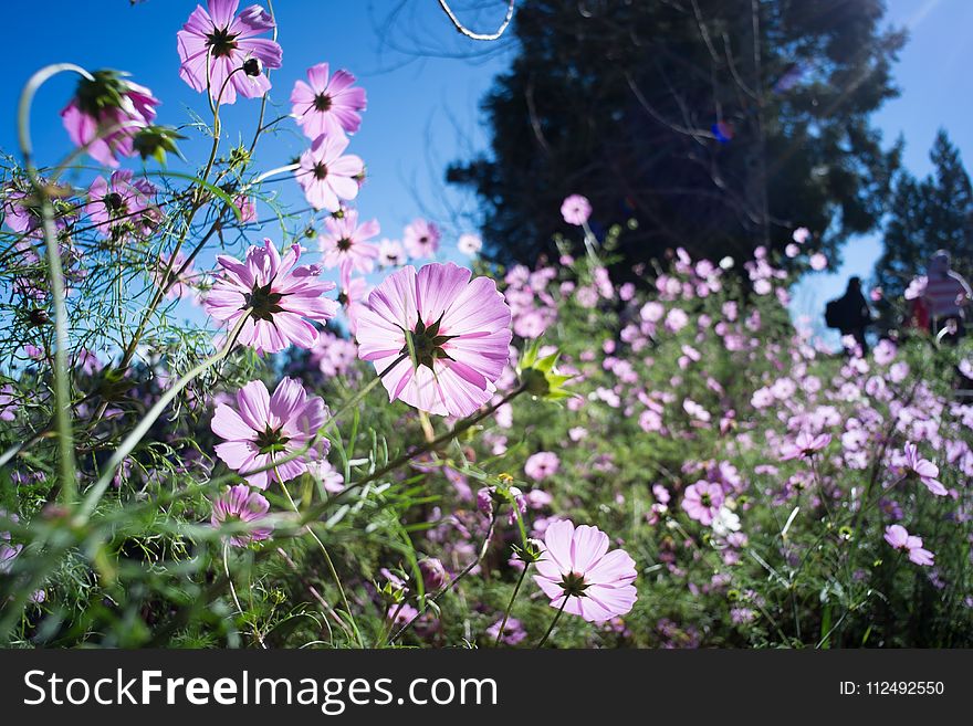 Flower, Plant, Flowering Plant, Flora