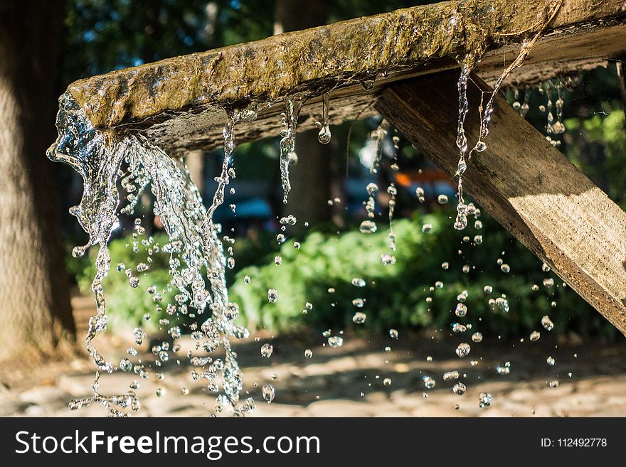 Water, Tree, Plant, Wood